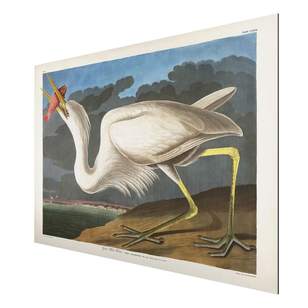 Obrazy ze zwierzętami Tablica edukacyjna w stylu vintage Duża Czapla biała