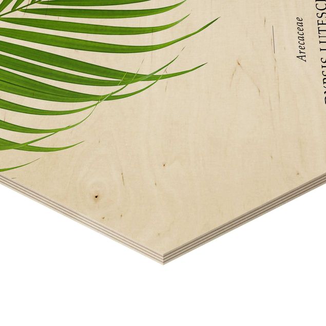 Obraz heksagonalny z drewna - Tropikalny liść palmy Areca