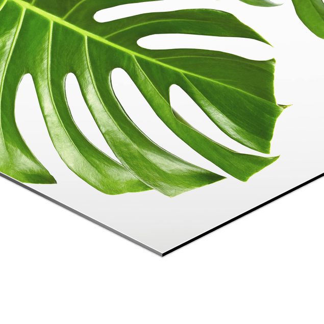 Obraz heksagonalny z Alu-Dibond - Monstera o zielonych liściach