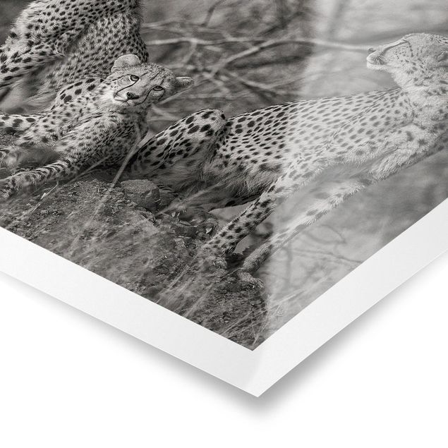 Czarno białe plakaty Trzy gepardy