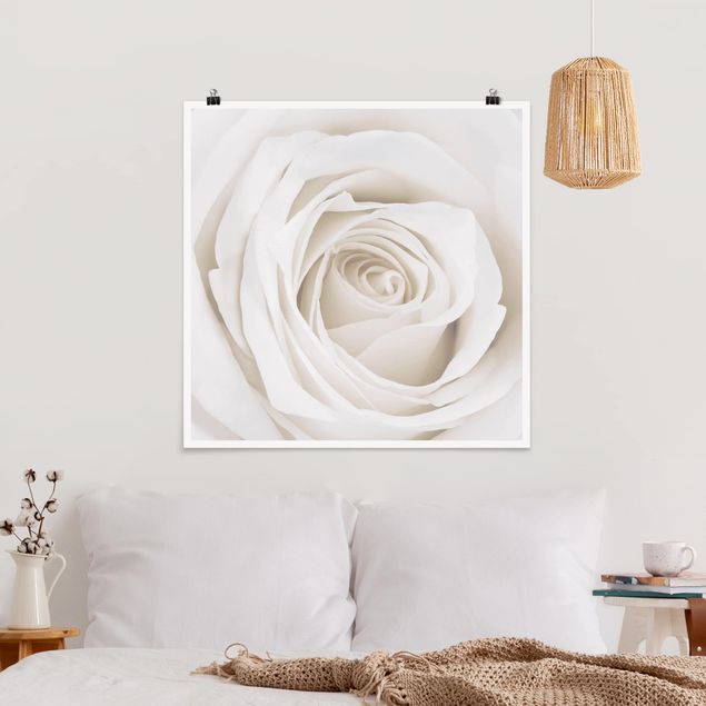 Obrazy do salonu Piękna biała róża