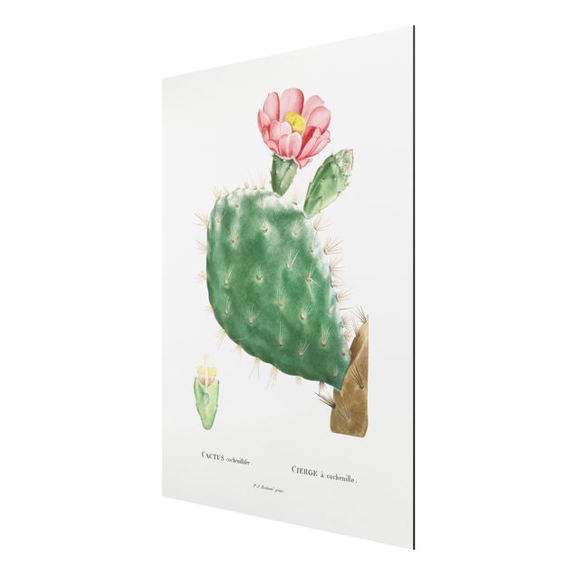 Obrazy vintage Botanicals Vintage Illustration Cactus Pink Blossom