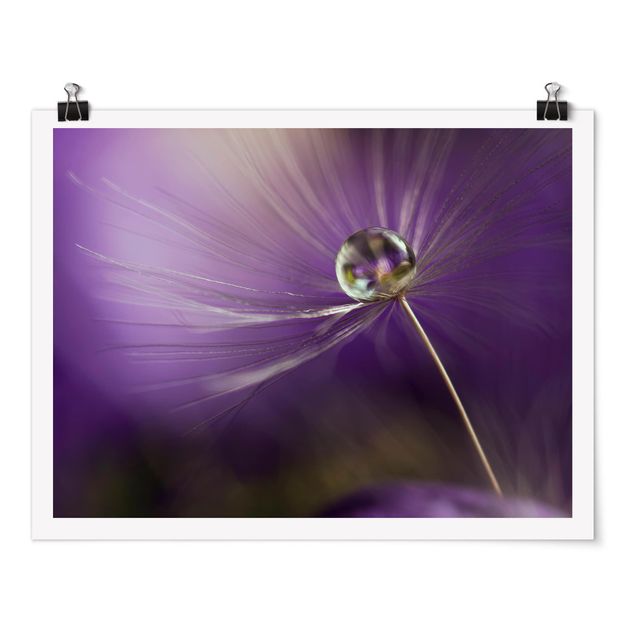 Obrazy z motywem kwiatowym Mniszek lekarski w kolorze fioletowym
