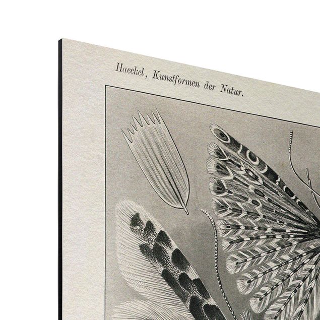 Obrazy vintage Tablica edukacyjna w stylu vintage Motyle i ćmy