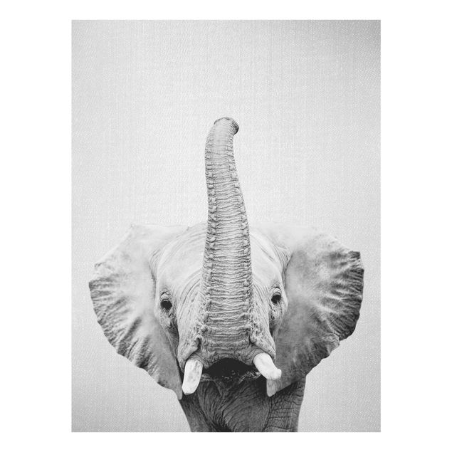 Obrazy do salonu nowoczesne Elephant Ewald Black And White