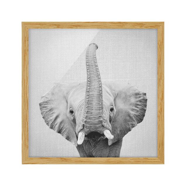 Obrazy w ramie zwierzęta Elephant Ewald Black And White