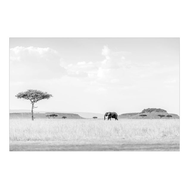 Fototapeta Słoń na szerokiej sawannie, czarno-biały
