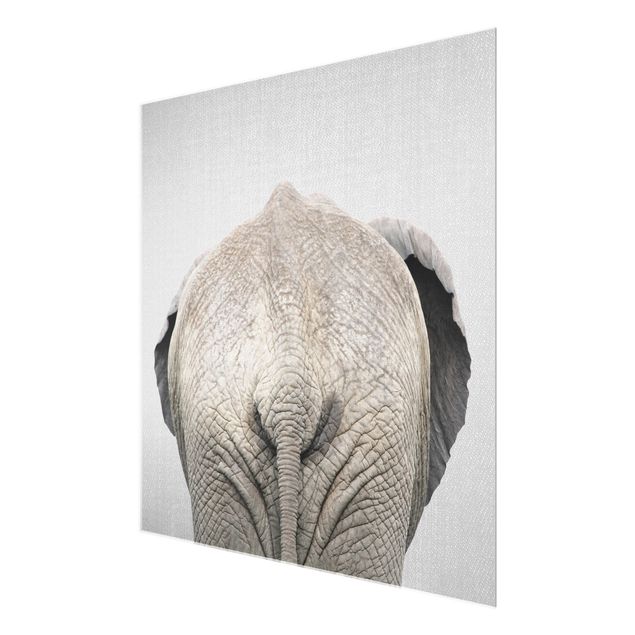 Obrazy nowoczesny Elephant From Behind