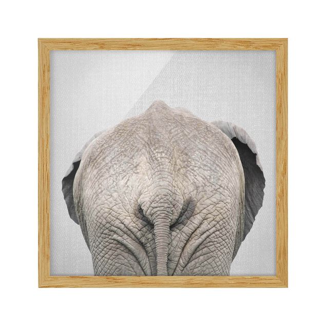 Obrazy w ramie zwierzęta Elephant From Behind