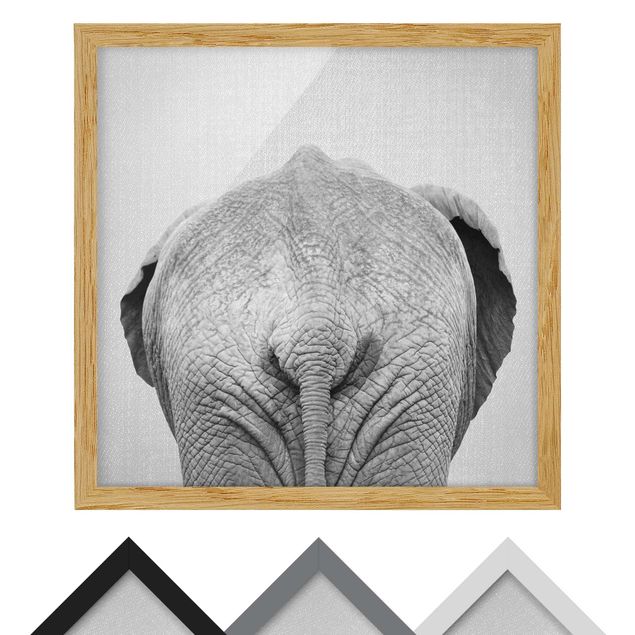 Nowoczesne obrazy Elephant From Behind Black And White