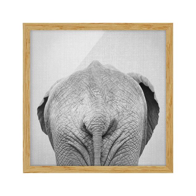 Obrazy w ramie zwierzęta Elephant From Behind Black And White