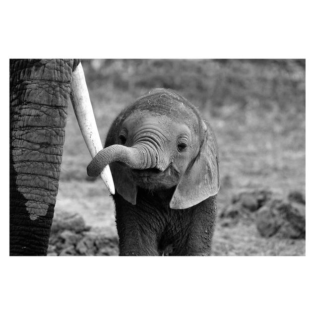 Fototapeta - Baby słoń