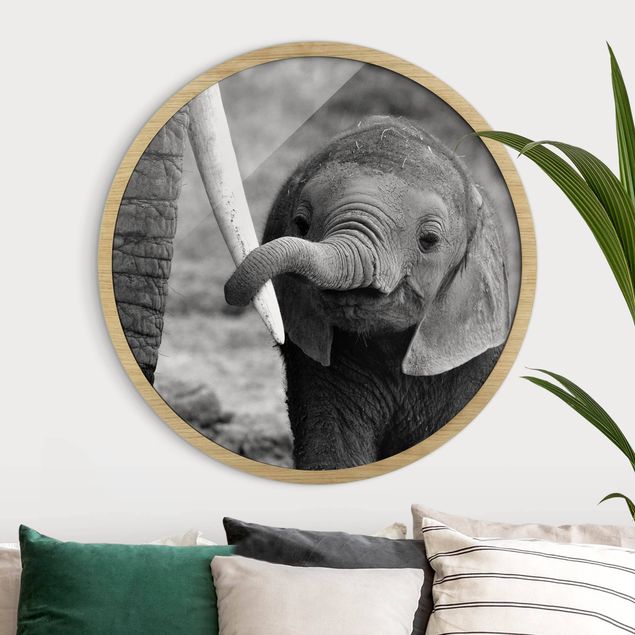 Obrazy słoń Baby Elephant