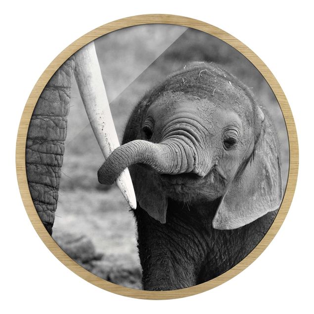 Obrazy w ramie zwierzęta Baby Elephant