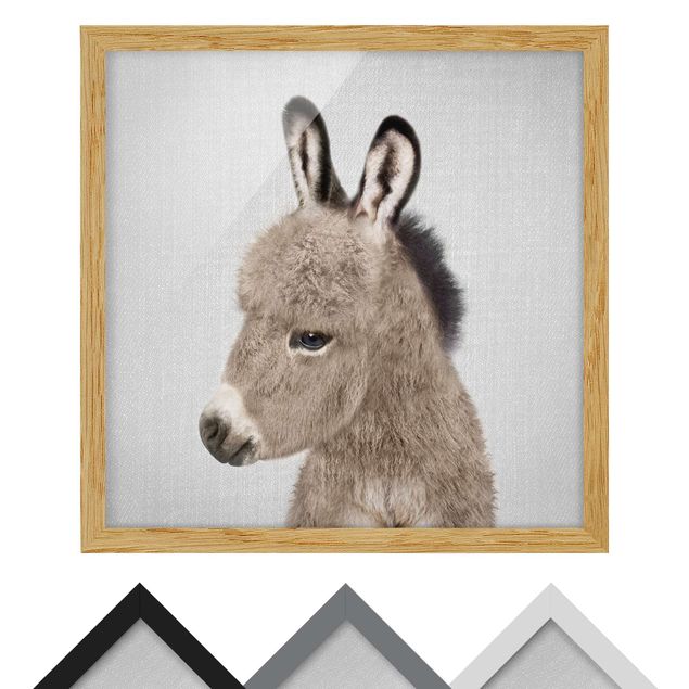 Zwierzęta obrazy Donkey Ernesto