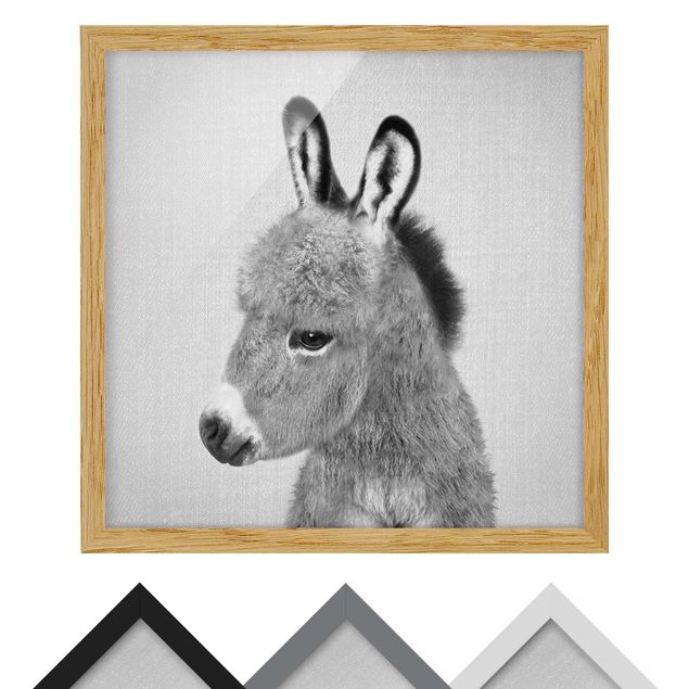 Zwierzęta obrazy Donkey Ernesto Black And White
