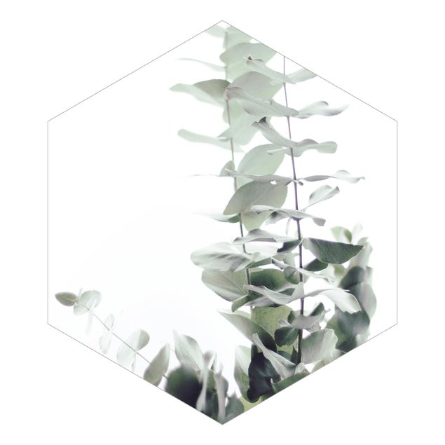 Sześciokątna tapeta samoprzylepna - Eukaliptus w białym świetle