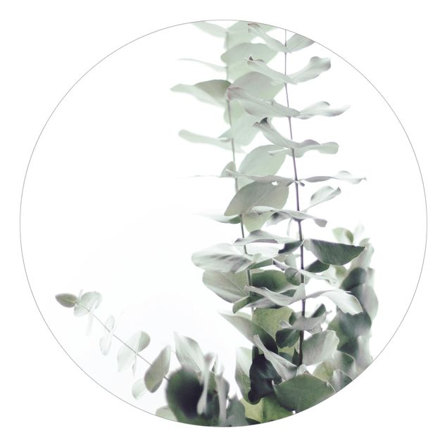 Okrągła tapeta samoprzylepna - Eukaliptus w białym świetle