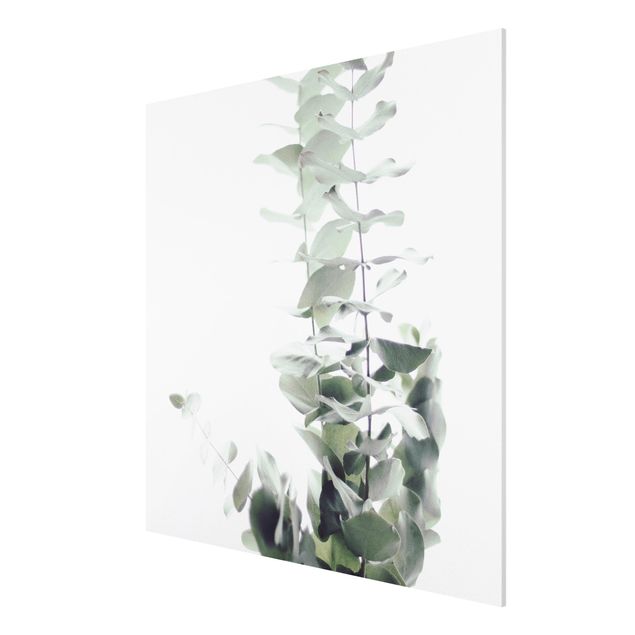 Obrazy nowoczesne Eukaliptus w białym świetle