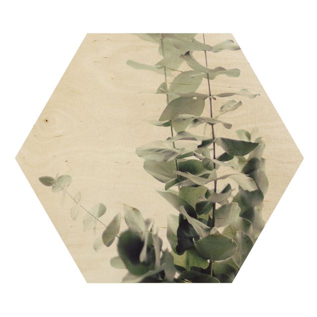 Obrazy motywy kwiatowe Eukaliptus w białym świetle