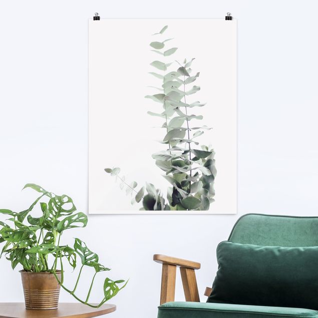 Obrazy do salonu Eukaliptus w białym świetle