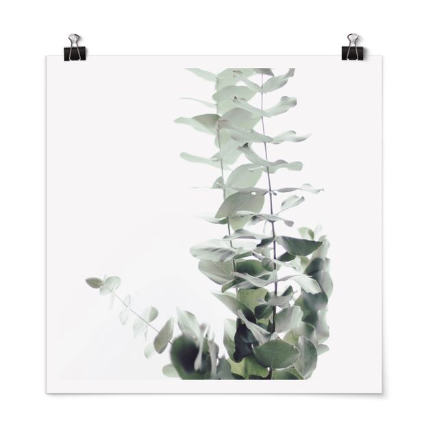 Zielony obraz Eukaliptus w białym świetle