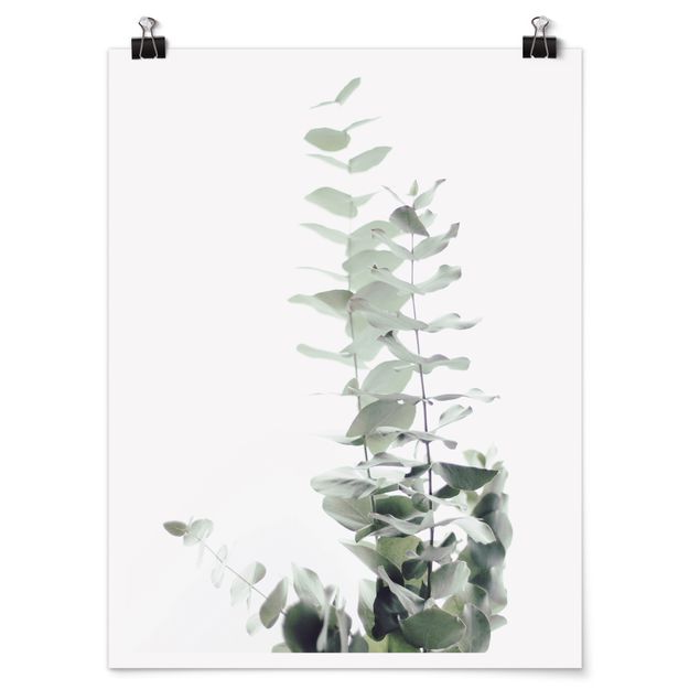 Zielony obraz Eukaliptus w białym świetle