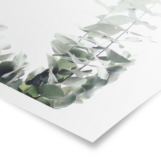 Obrazy kwiatowe Eukaliptus w białym świetle