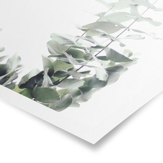 Obrazy kwiatowe Eukaliptus w białym świetle