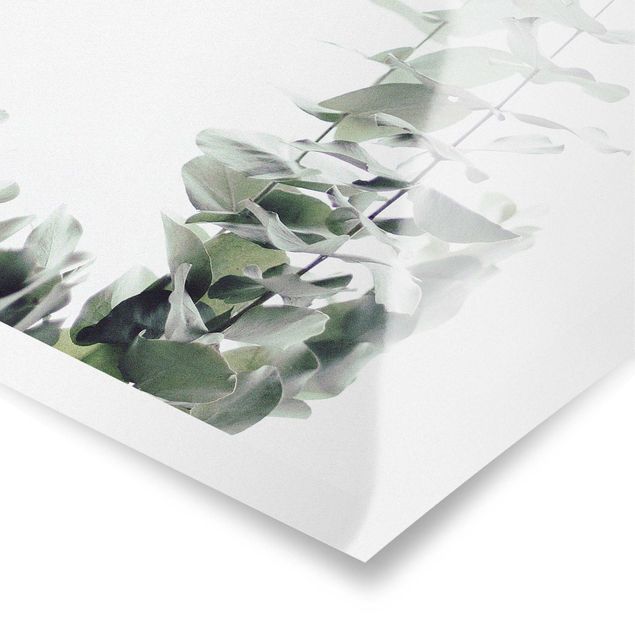 Obrazy na ścianę Eukaliptus w białym świetle