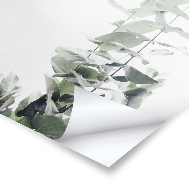 Plakaty Eukaliptus w białym świetle