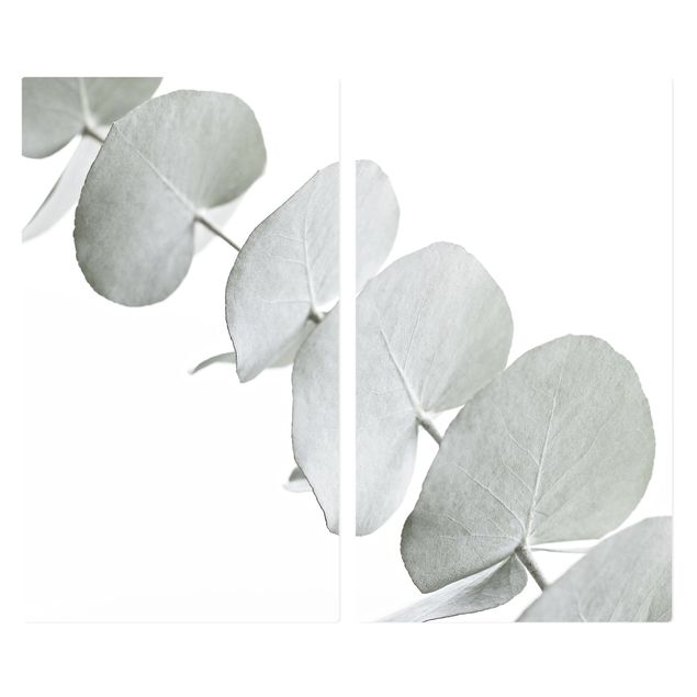 Pokrywa kuchenki - Gałązka eukaliptusa w białym świetle