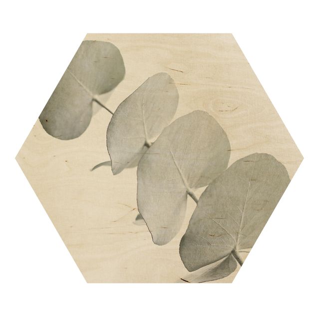 Obrazy na ścianę Gałązka eukaliptusa w białym świetle