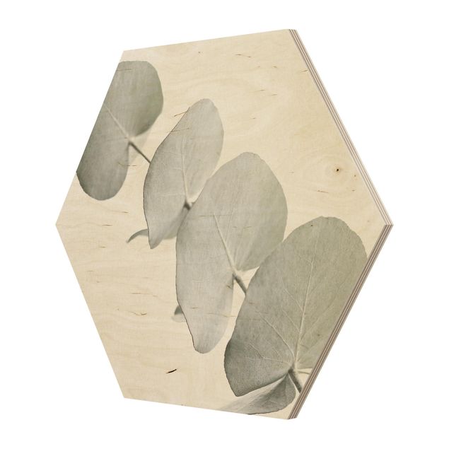 Obrazy z drewna Gałązka eukaliptusa w białym świetle