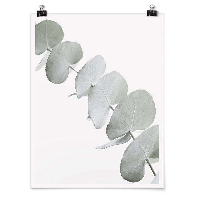 Obrazy z motywem kwiatowym Gałązka eukaliptusa w białym świetle