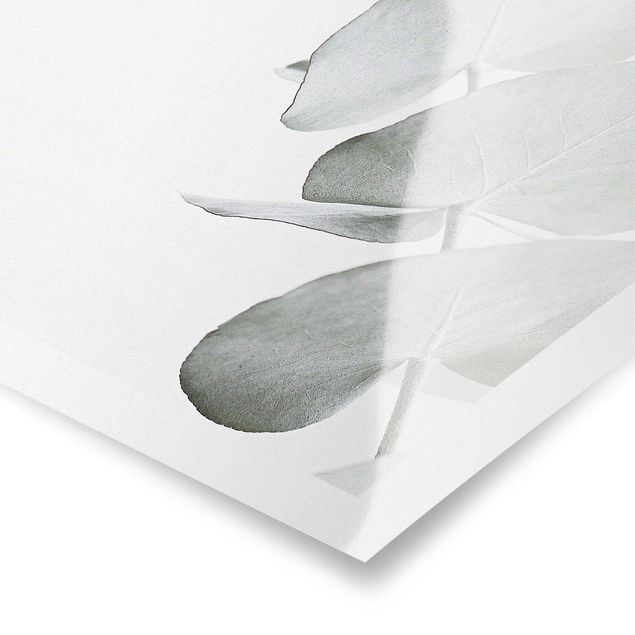 Plakaty na sciane Gałązka eukaliptusa w białym świetle