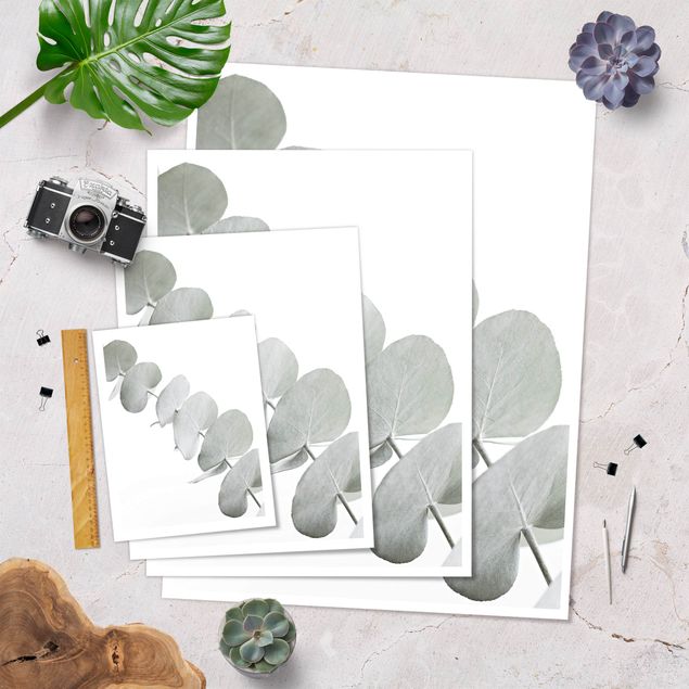 Plakat - Gałązka eukaliptusa w białym świetle