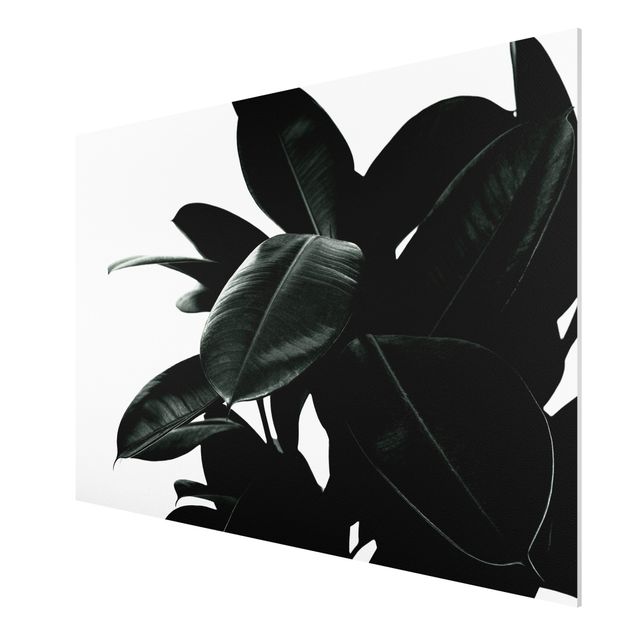 Obrazy nowoczesne Gumowe liście drzewa ciemnozielone