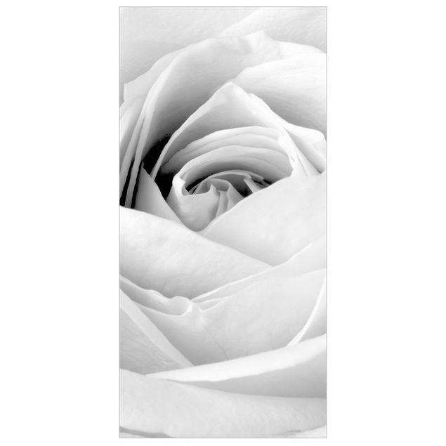 Parawany pokojowe Róża z bliska