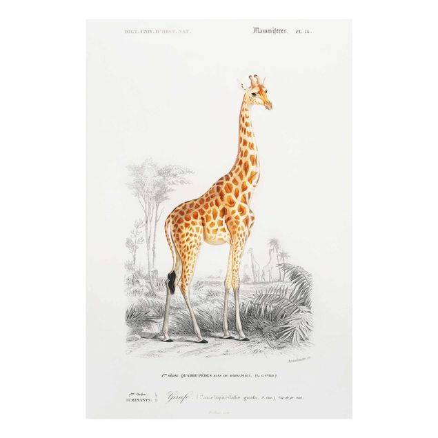 Obrazy na szkle zwierzęta Tablica edukacyjna w stylu vintage Tablica dydaktyczna w stylu vintage Żyrafa