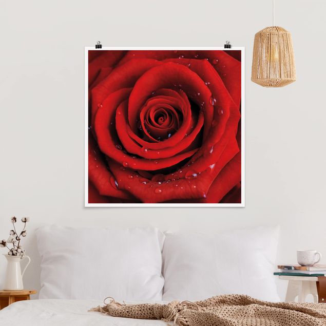 Obrazy do salonu nowoczesne Róża czerwona z kroplami wody