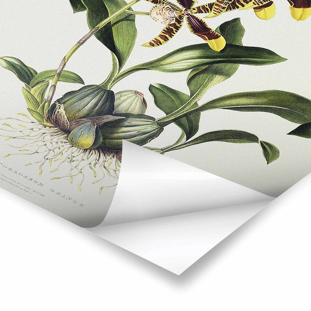 Obrazy z motywem kwiatowym Maxim Gauci - Orchid II