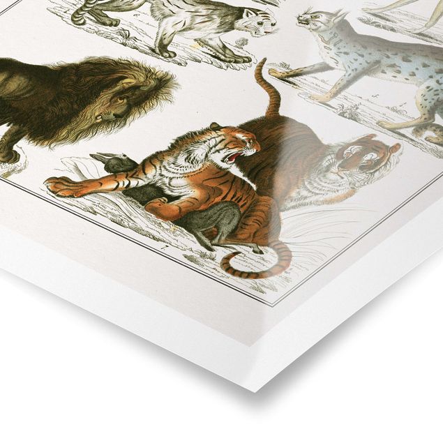 Tygrys obraz Tablica edukacyjna w stylu vintage Lew, tygrys i szakal