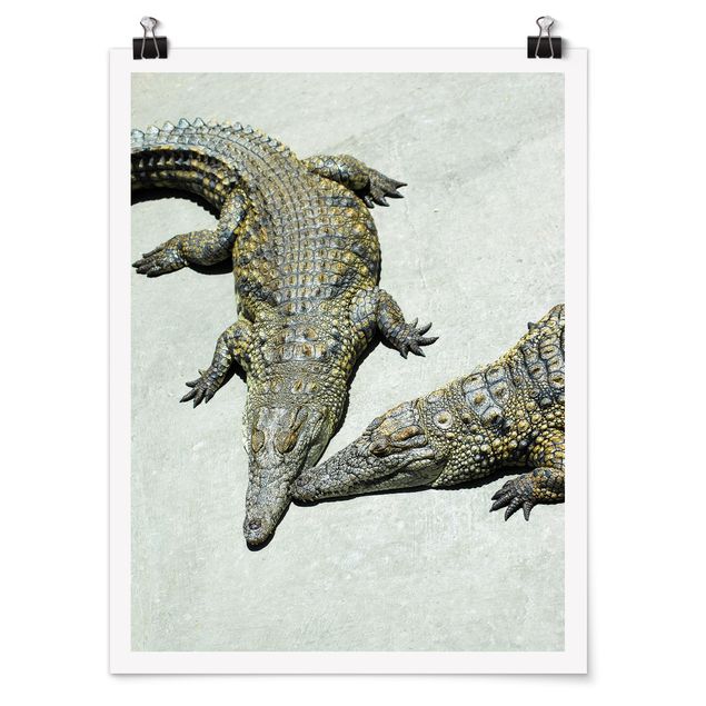 Obrazy zwierzęta Romans krokodyla