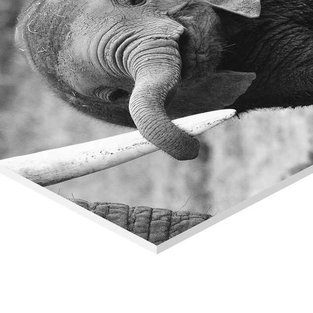 Sześciokątny obraz Baby słoń