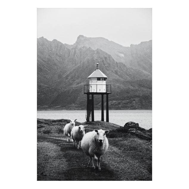 Nowoczesne obrazy do salonu Trzy owce na Lofotach