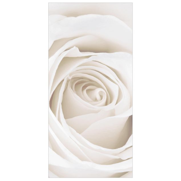 Parawany pokojowe Piękna biała róża