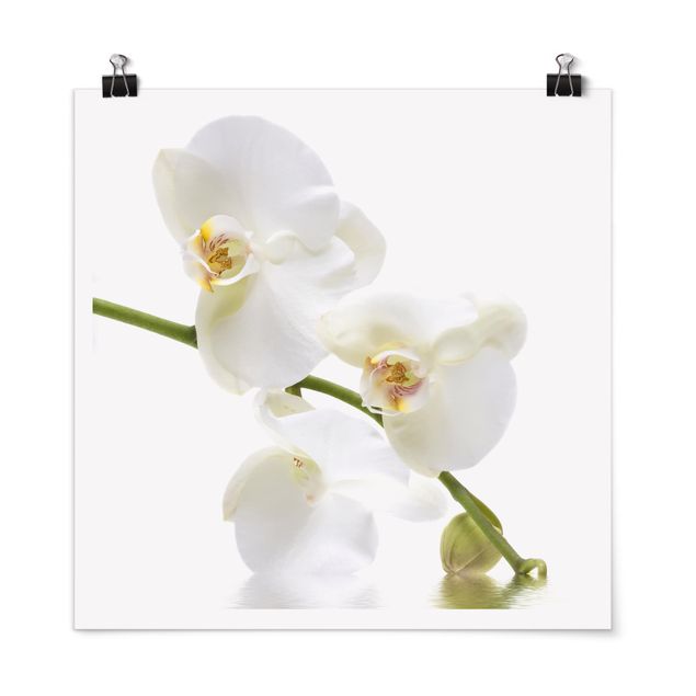 Nowoczesne obrazy do salonu Wody białej orchidei
