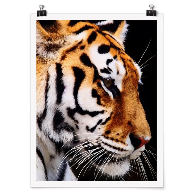 Obrazy ze zwierzętami Tiger Beauty