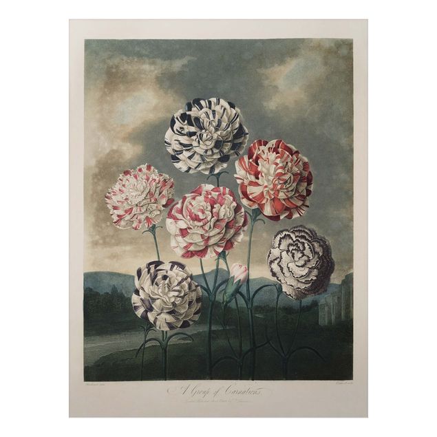 Obrazy do salonu Botany Vintage Illustracja niebieskie i czerwone goździki